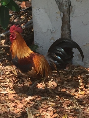 Key West_Chicken